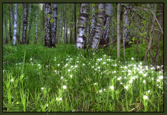 фото "Лесные звезды..." метки: природа, цветы