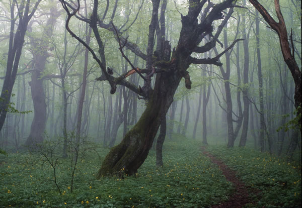 photo "Mysterious path" tags: nature, landscape, flowers, forest