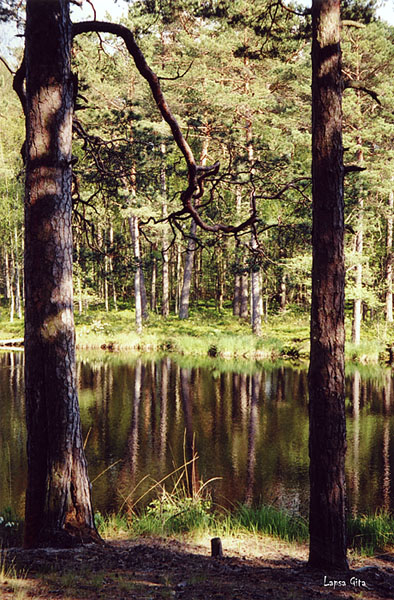 photo "Forest water-colours" tags: landscape, forest, water