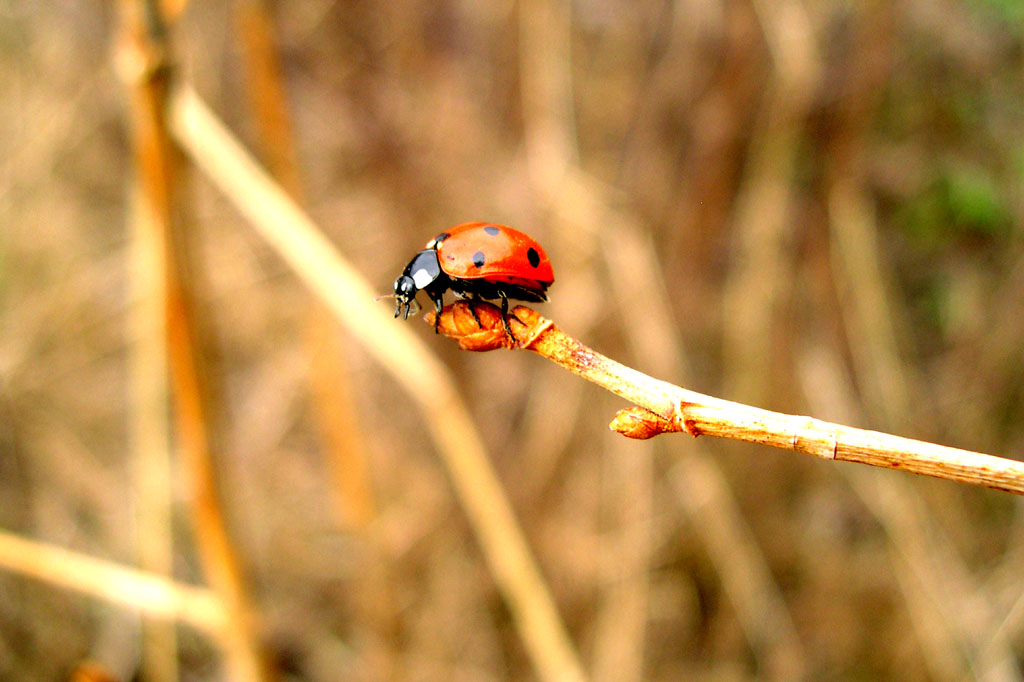 photo "Balancing on a branch" tags: nature, insect