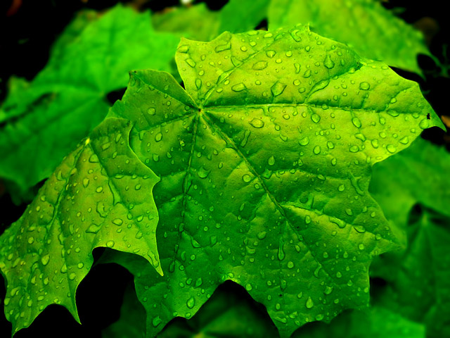 photo "After Rain" tags: nature, macro and close-up, flowers