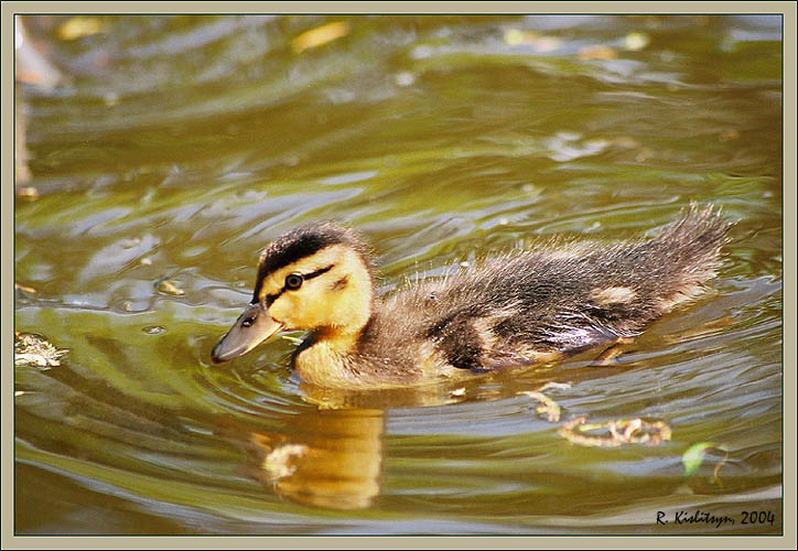 фото "Детство" метки: природа, дикие животные