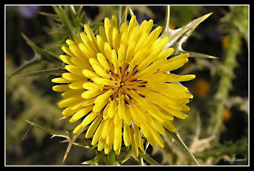 photo "Deceptive tenderness" tags: macro and close-up, nature, flowers