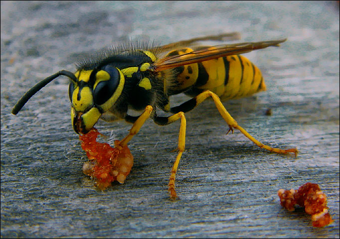 photo "Homicide." tags: macro and close-up, nature, insect