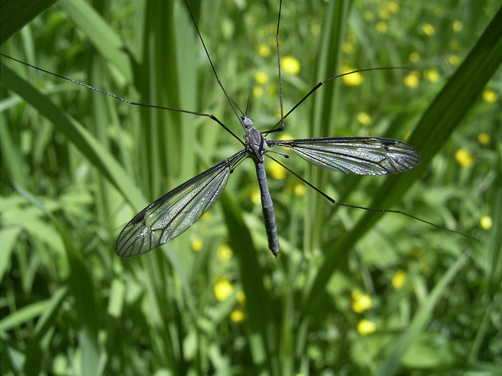 photo "Equilibrist" tags: macro and close-up, 