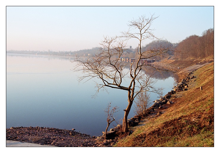 photo "Tree / Volhov river" tags: landscape, travel, Europe, spring