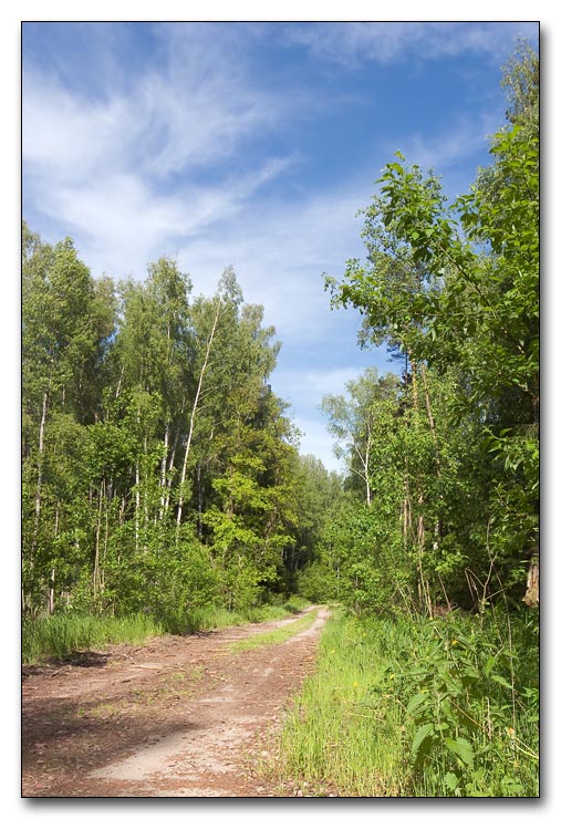 photo "Road in a wood" tags: landscape, forest, summer