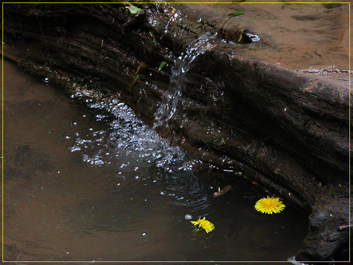 photo "Forest Creek" tags: landscape, water