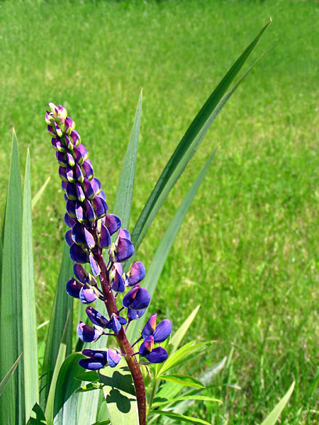 photo "Go up." tags: nature, macro and close-up, flowers