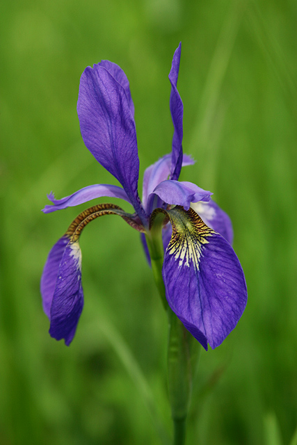 photo "Iris in the Meadow" tags: nature, macro and close-up, flowers
