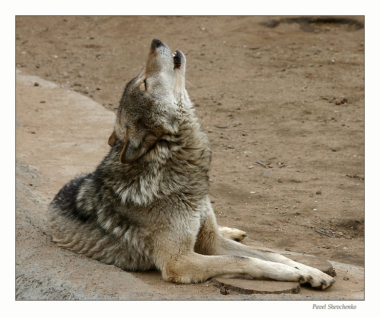 photo "The Song" tags: nature, wild animals