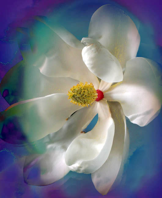 фото "State Flower, Louisiana" метки: природа, фотомонтаж, цветы
