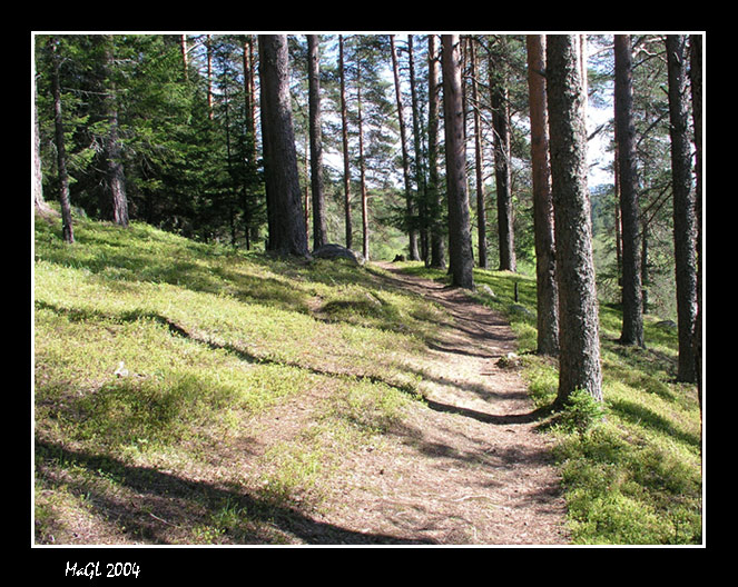 photo "Wood road" tags: travel, Europe