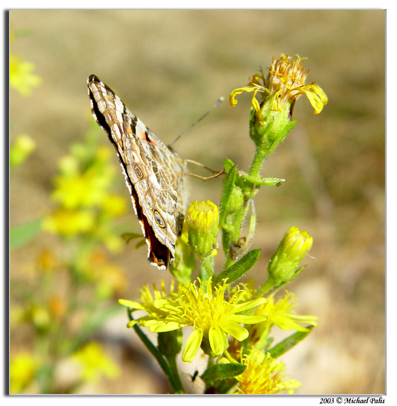 фото "Butterfly!" метки: природа, разное, насекомое