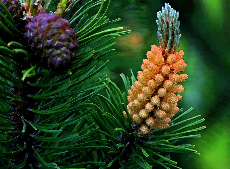 photo "Pine" tags: nature, 