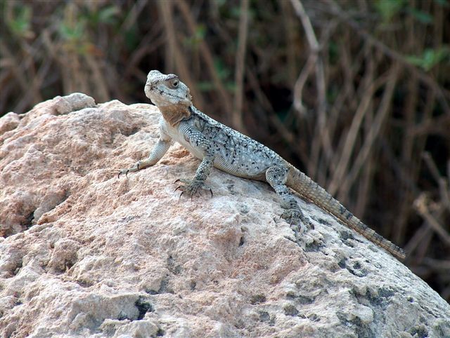 photo "Desert agama" tags: nature, travel, Asia, wild animals