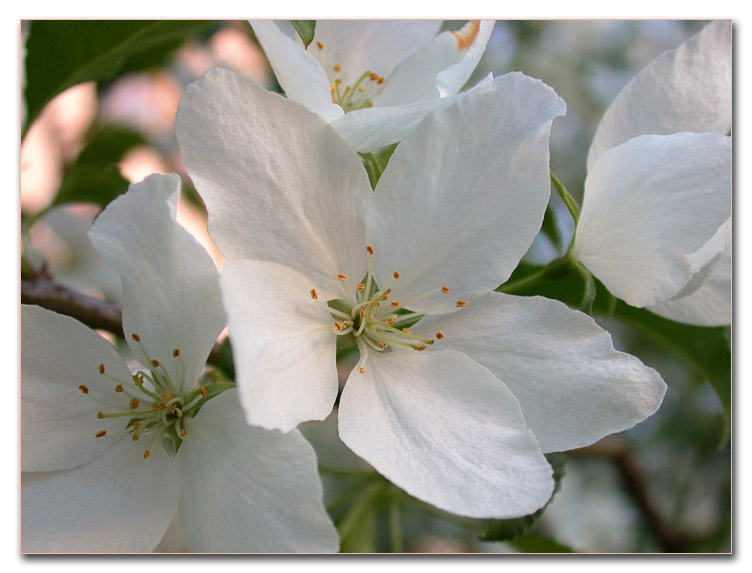 photo "Awakening" tags: macro and close-up, nature, flowers