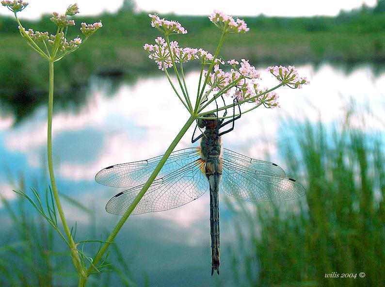 photo "***" tags: nature, insect