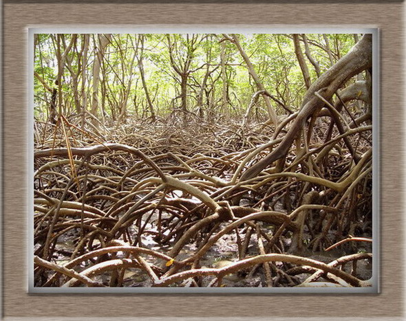 photo "Mangrove town" tags: travel, landscape, South America, forest