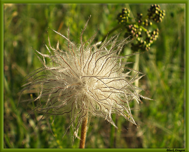 photo "Creative dandelion" tags: macro and close-up, nature, flowers