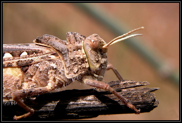 photo "Grasshopper" tags: nature, macro and close-up, insect