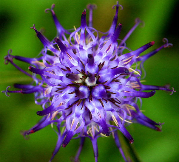 фото "another flower!!" метки: разное, 