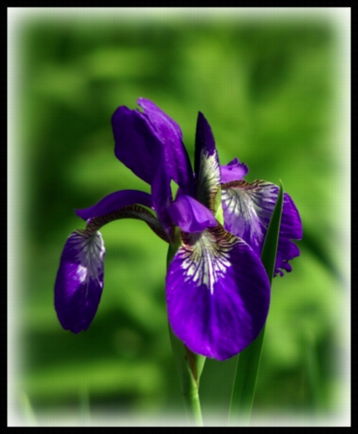 фото "Blue flower" метки: природа, цветы