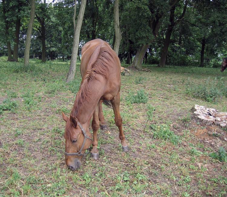 фото "Horse" метки: природа, домашние животные