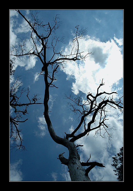 photo "Bony hand clinging to heavenly cloud..." tags: misc., 