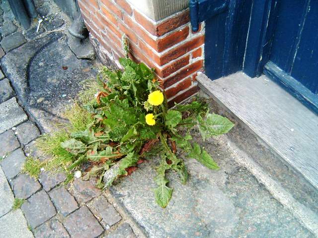 фото "Yellow flower in the street." метки: природа, 