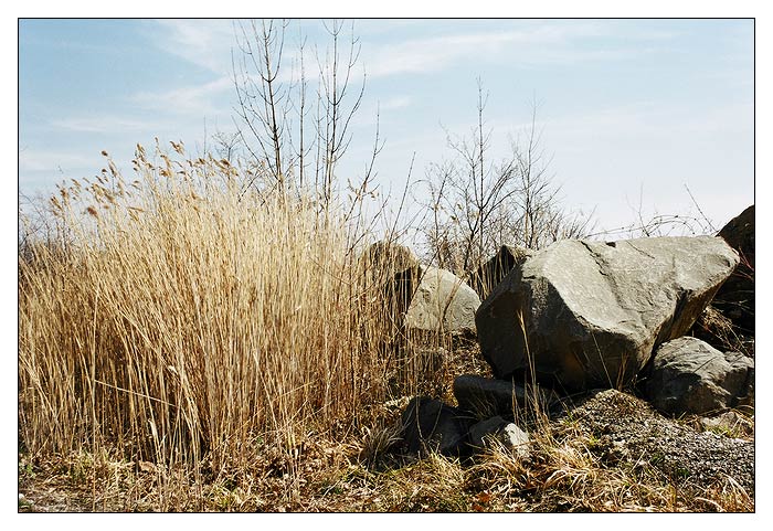 photo "Picture with a stone and a grass" tags: landscape, nature, flowers, spring