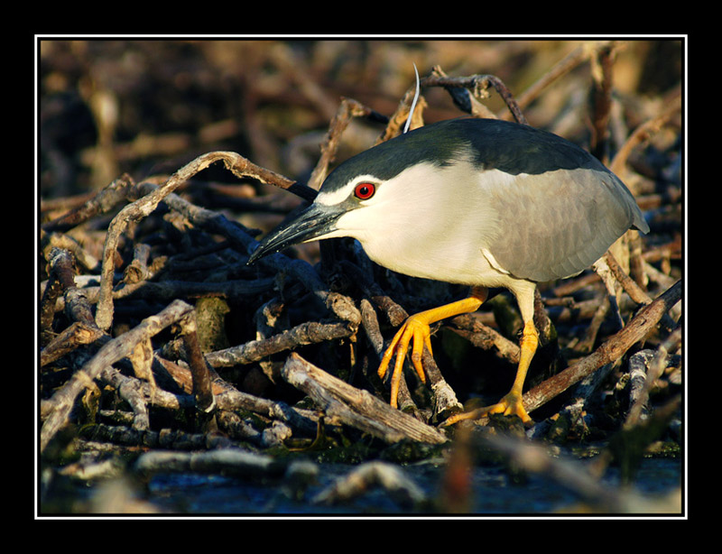 photo "Serial Killer - Night Heron - Nycticorax nycticora" tags: nature, wild animals