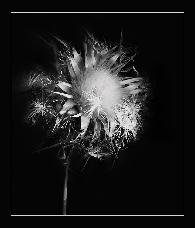 photo "****" tags: nature, macro and close-up, flowers