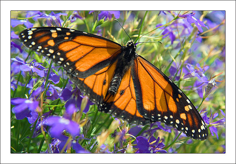 photo "Break time" tags: nature, macro and close-up, insect