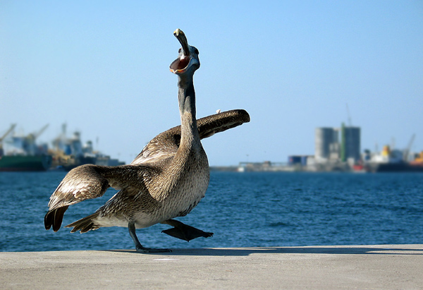 photo "Danse du port" tags: nature, travel, North America, wild animals