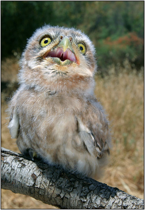 photo "Serial Killer - Little Owl - Athene noctua lilith" tags: nature, wild animals