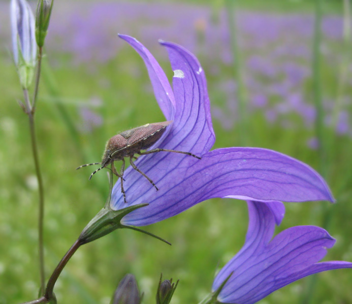 photo "*/_" tags: macro and close-up, 