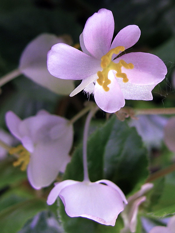 photo "Love triangle (jealousy...)" tags: nature, macro and close-up, flowers