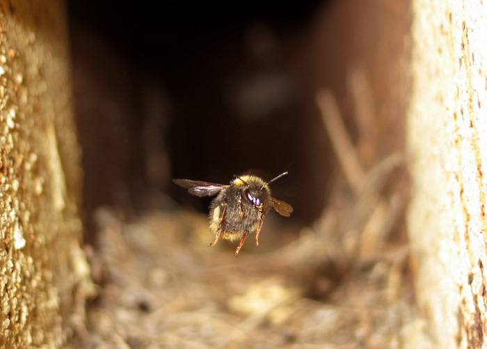 photo "###" tags: macro and close-up, 