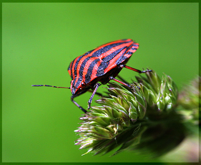 photo "Untitled photo" tags: macro and close-up, nature, insect