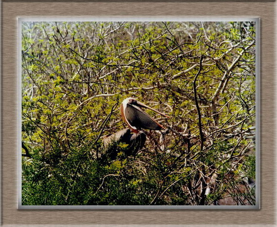 photo "Pelican" tags: travel, nature, South America, wild animals