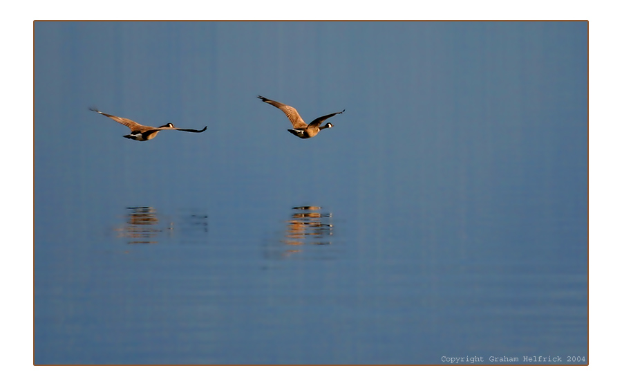 photo "Canadian Reflections" tags: nature, wild animals