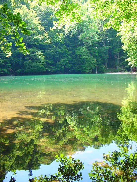 photo "Wood lake ." tags: landscape, summer, water