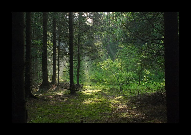 фото "Л Е С" метки: пейзаж, лес