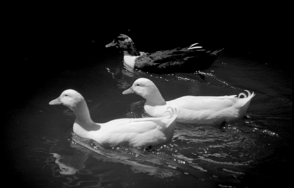 photo "Triad" tags: nature, black&white, pets/farm animals