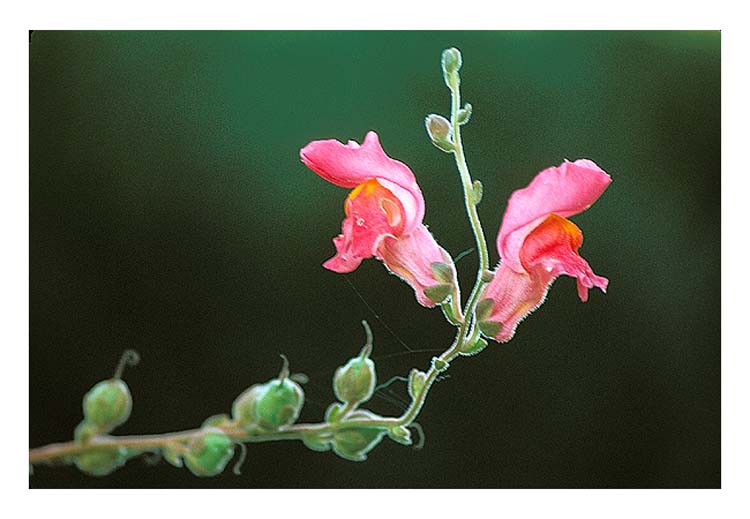фото "Flower" метки: природа, цветы