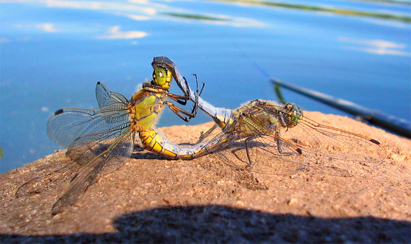 photo "Acrobatic infatuation" tags: macro and close-up, nature, insect