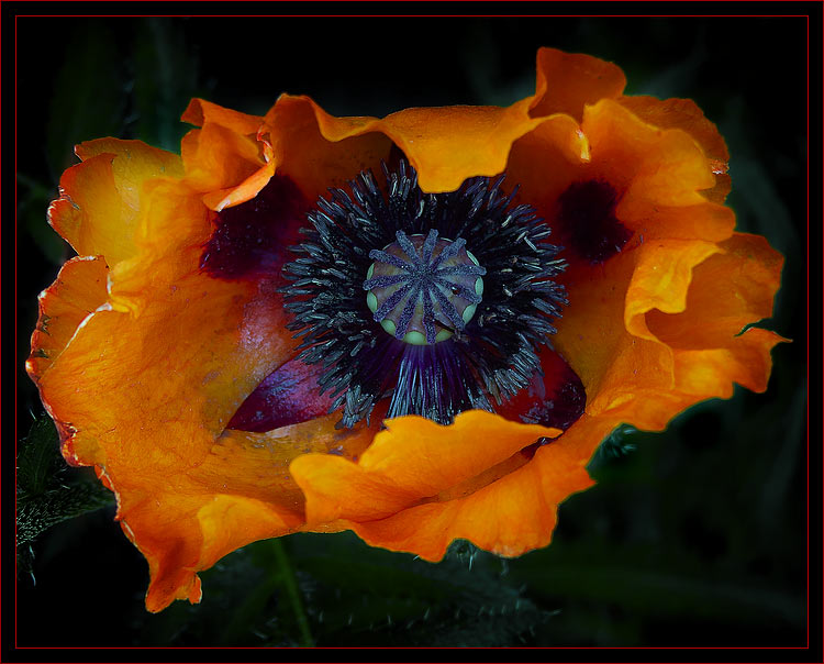 photo "POPPY" tags: nature, macro and close-up, flowers