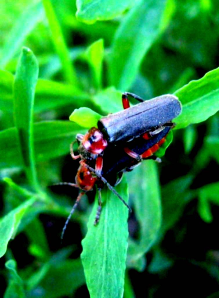 фото "Love" метки: природа, макро и крупный план, насекомое