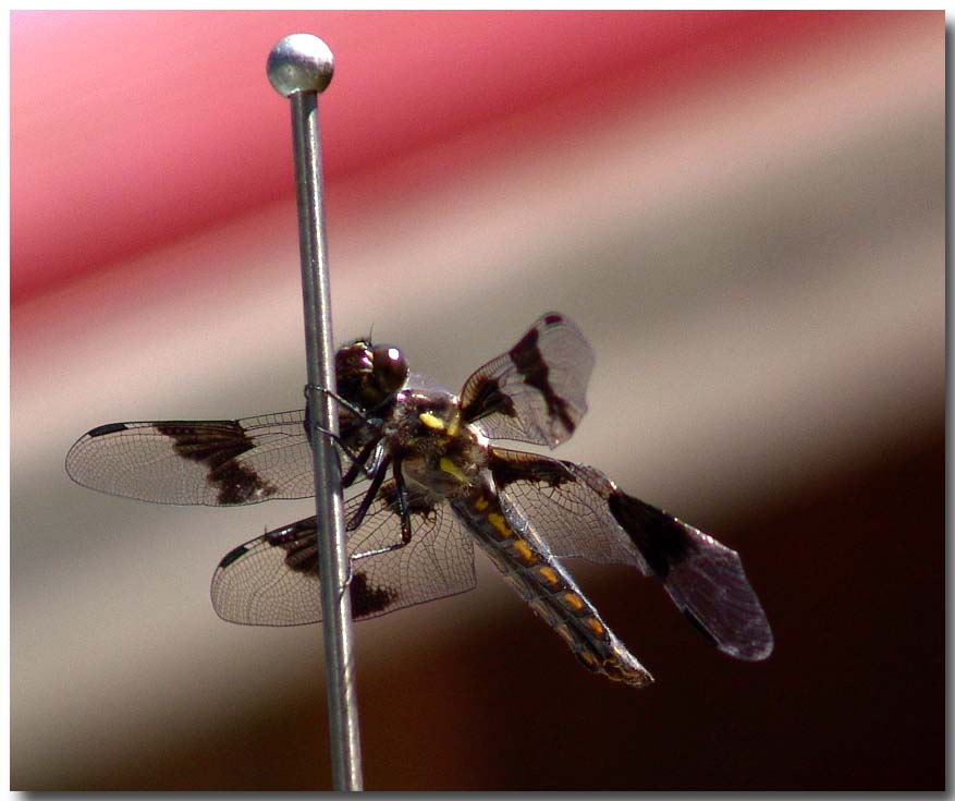 photo "holding on" tags: macro and close-up, nature, insect